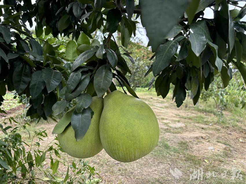 【湖北日报】央企直播助农 金秋时节柚香满园