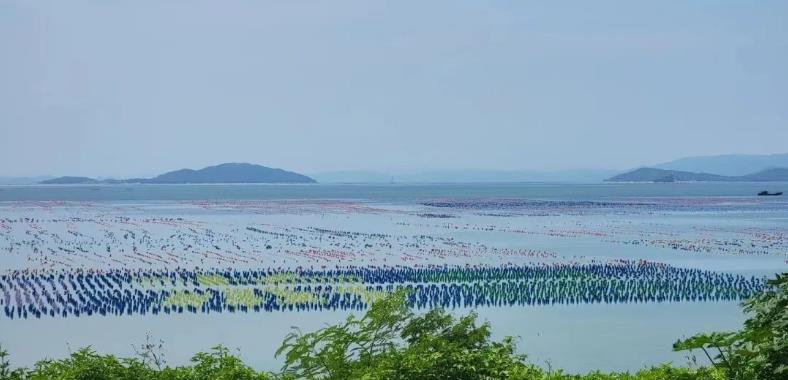 海上风电+海洋牧场融合示范性项目合作协议签订