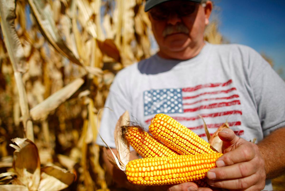 美国2025年玉米种植面积预计增长4.2%