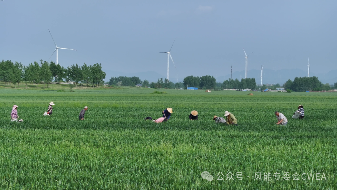 风的能量，正在改变中国乡村