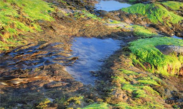 国内首套矿山微藻固碳系统开工